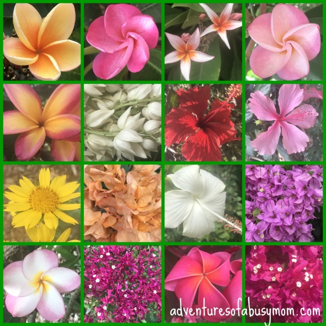 botanical garden collage