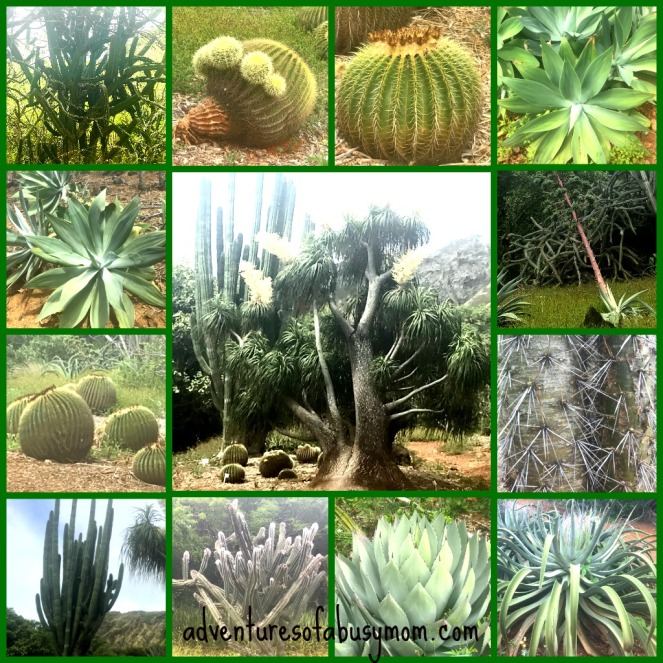 cactus collage.jpg