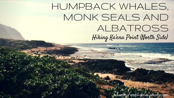 Humpback whales, monk seals and albatross hiking ka'ena point (north side)